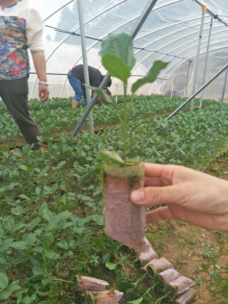黄金百香果苗20~30cm