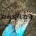树莓苗双季树莓苗基地直供树莓苗批发树莓苗