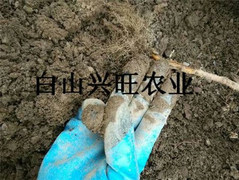 树莓苗双季树莓苗基地直供树莓苗批发树莓苗