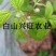 树莓苗双季树莓苗基地直供树莓苗批发树莓苗