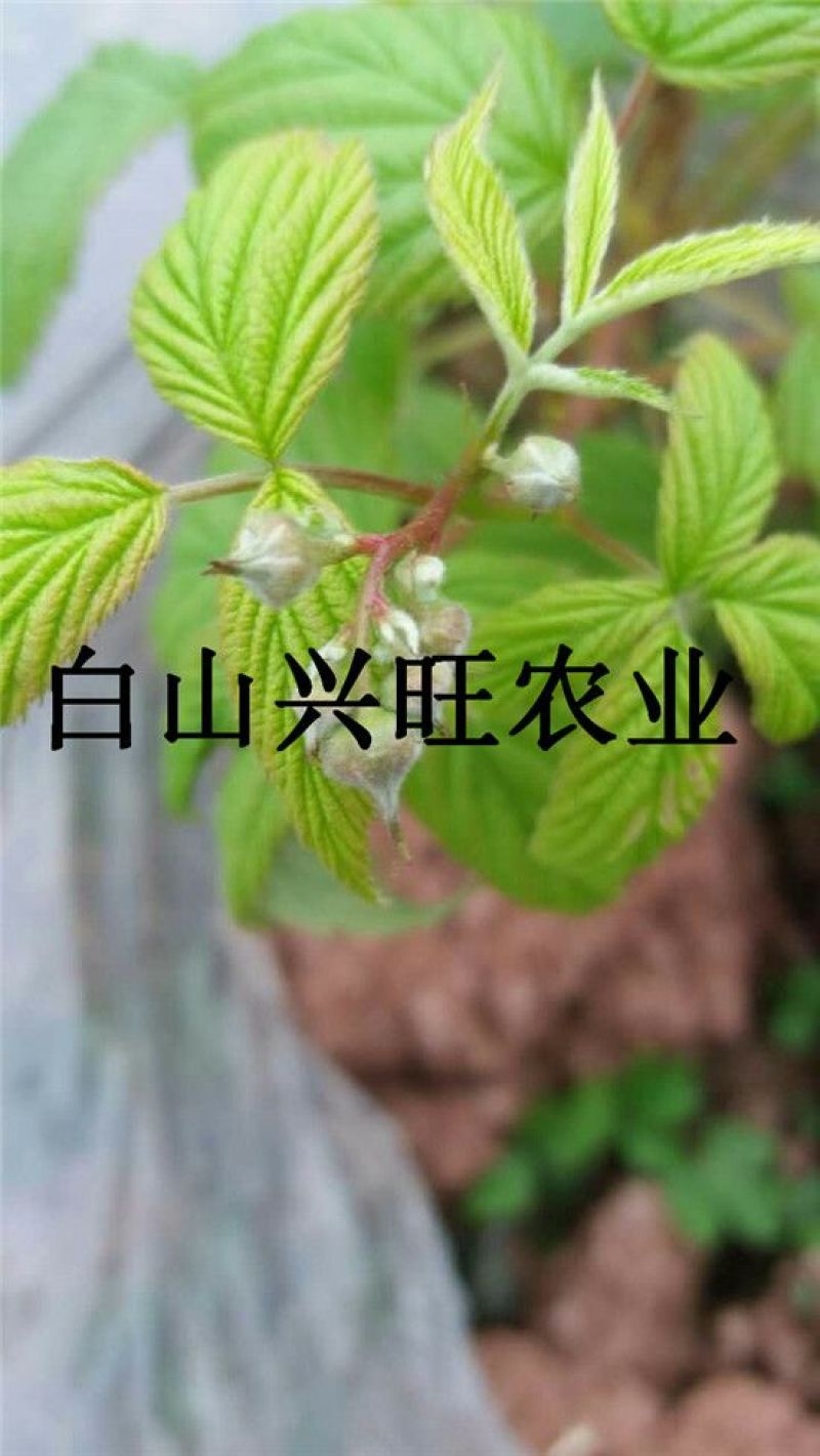 树莓苗双季树莓苗基地直供树莓苗批发树莓苗