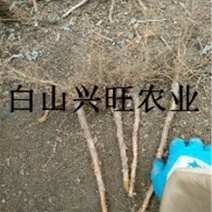 树莓苗双季树莓苗基地直供树莓苗批发树莓苗