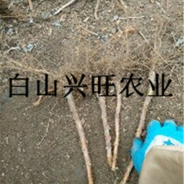 树莓苗双季树莓苗基地直供树莓苗批发树莓苗