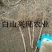树莓苗双季树莓苗基地直供树莓苗批发树莓苗