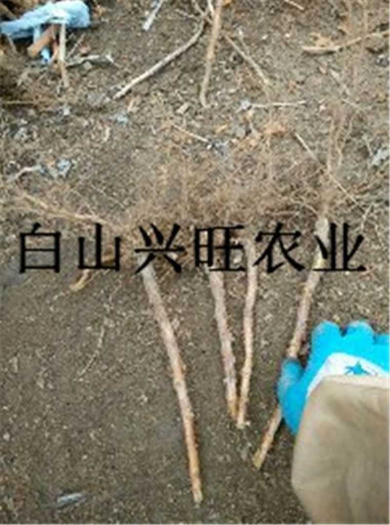 树莓苗双季树莓苗基地直供树莓苗批发树莓苗