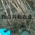 树莓苗双季树莓苗基地直供树莓苗批发树莓苗