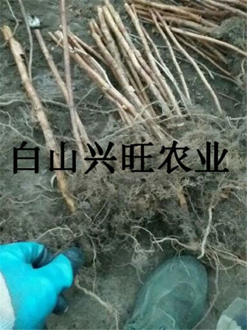 树莓苗双季树莓苗基地直供树莓苗批发树莓苗