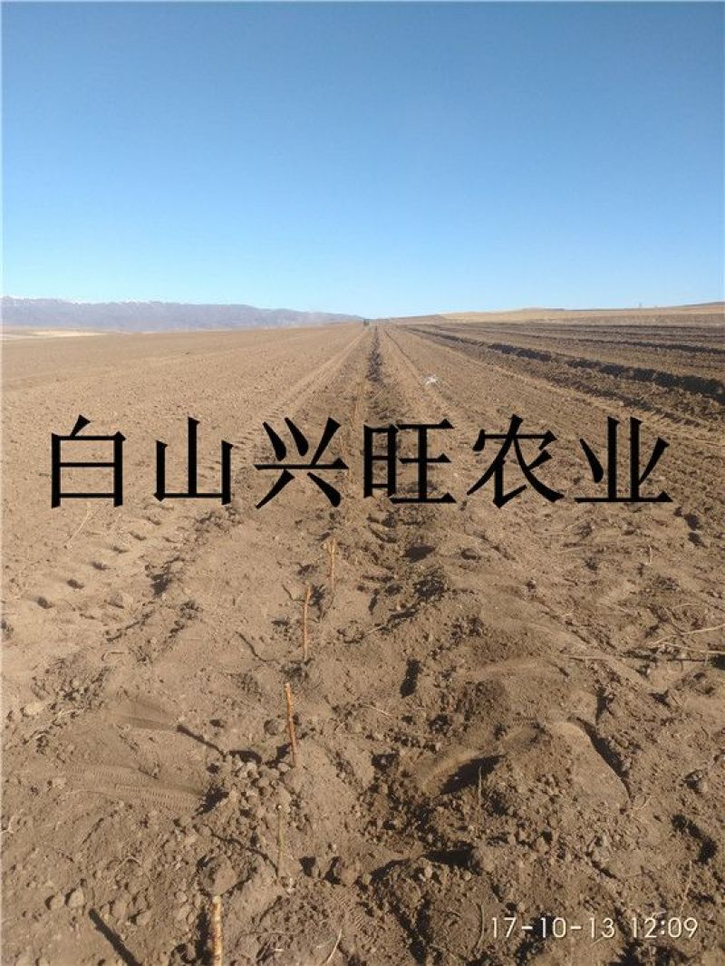树莓苗双季树莓苗基地直供树莓苗批发树莓苗