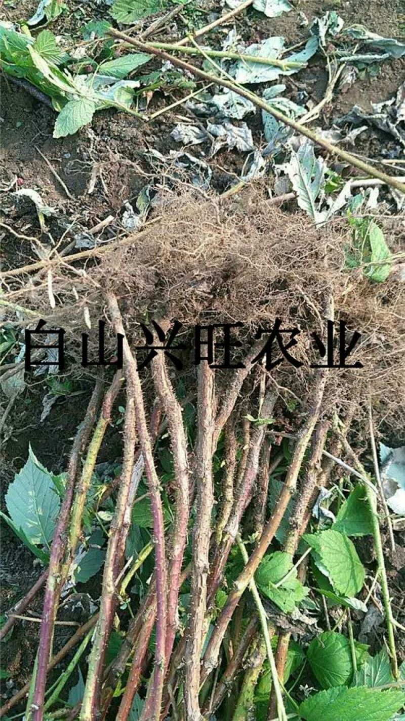 树莓苗双季树莓苗基地直供树莓苗批发树莓苗