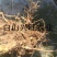 树莓苗双季树莓苗基地直供树莓苗批发树莓苗