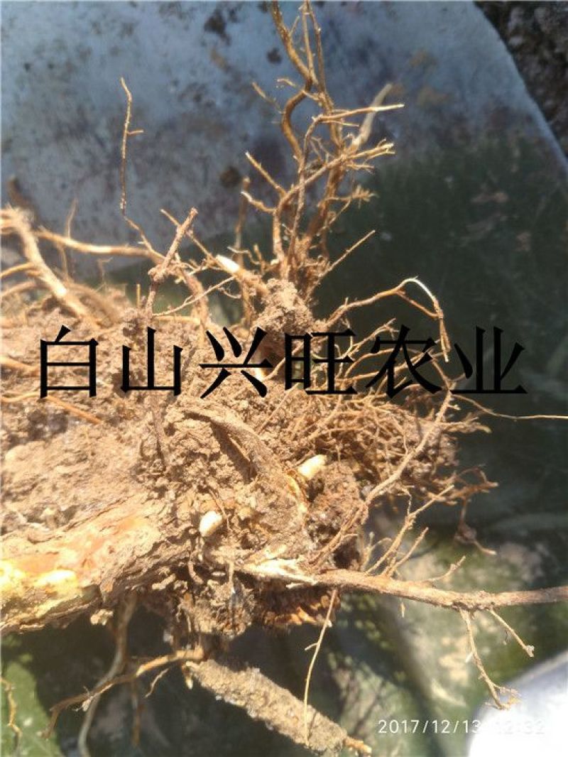 树莓苗双季树莓苗基地直供树莓苗批发树莓苗