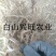 树莓苗双季树莓苗基地直供树莓苗批发树莓苗