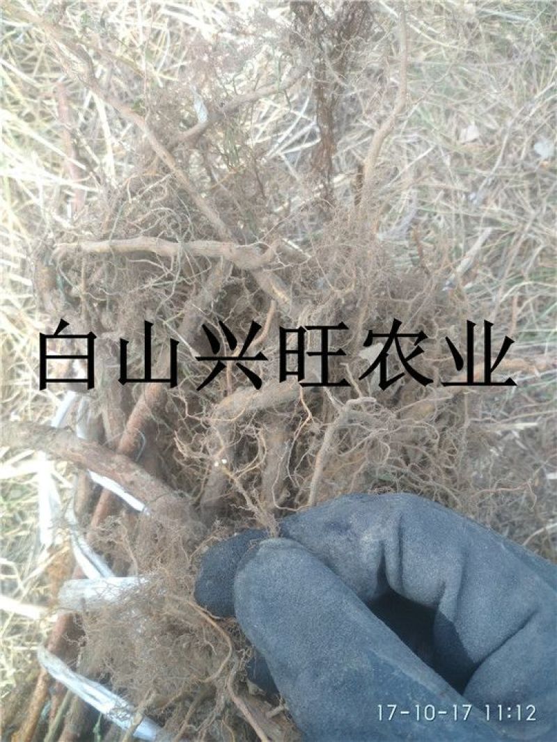 树莓苗双季树莓苗基地直供树莓苗批发树莓苗