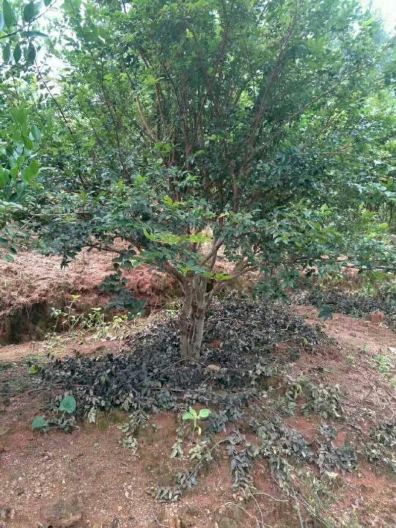 嘉宝果树苗2年