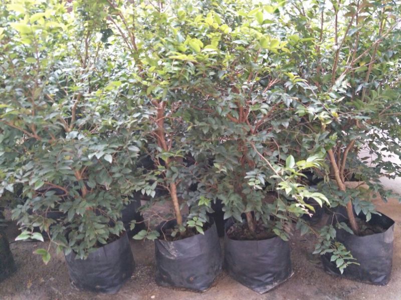 嘉宝果树苗2年