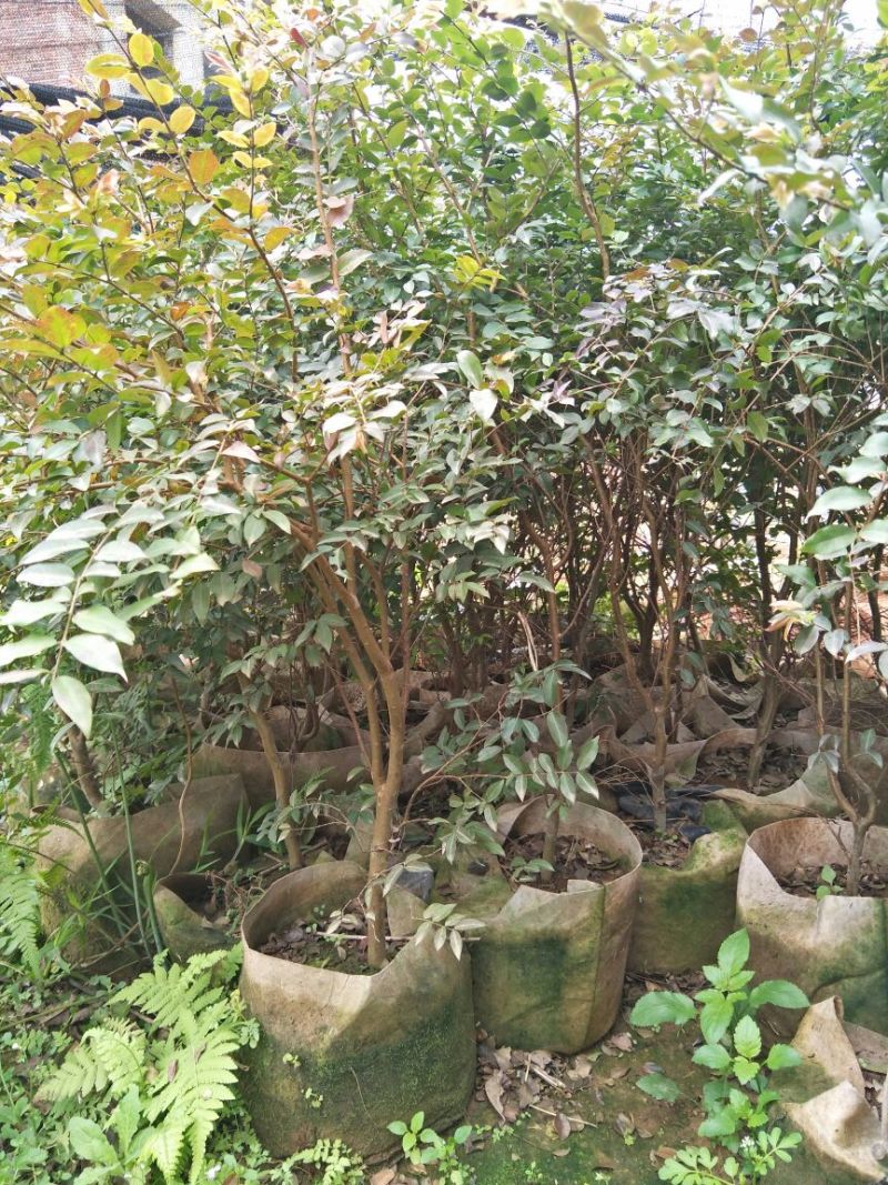 嘉宝果树苗2年