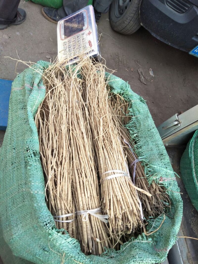 黄芪苗