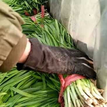 韭菜头茬