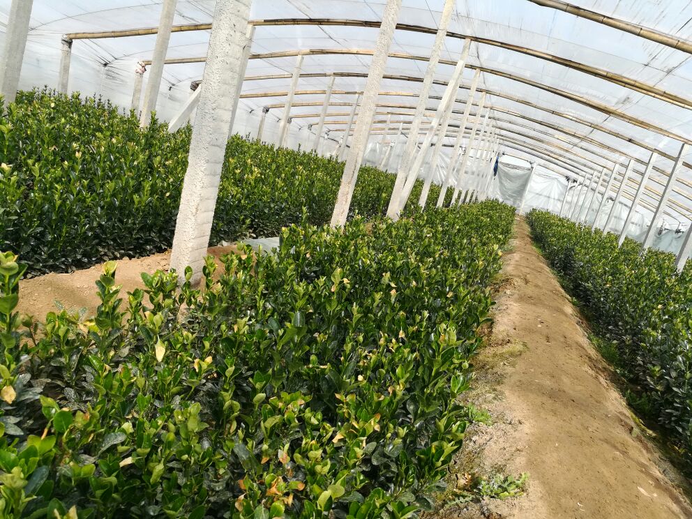 塑料大棚内冬瓜整齐摆放,保持通风 冬瓜在塑料大棚中储存