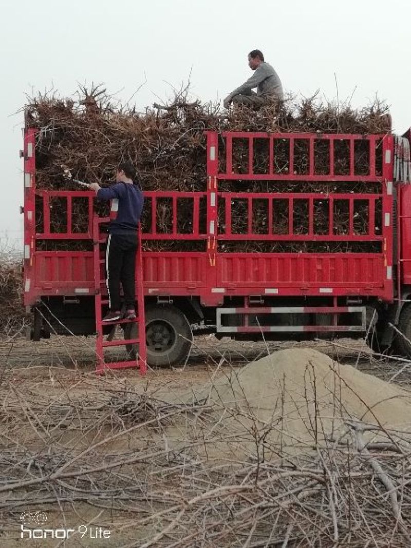 樱桃绿苗