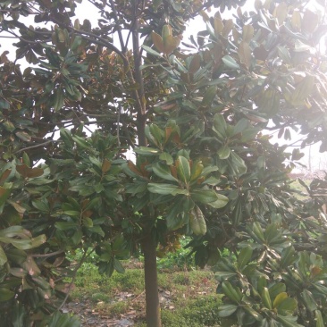 广玉兰14~16cm
