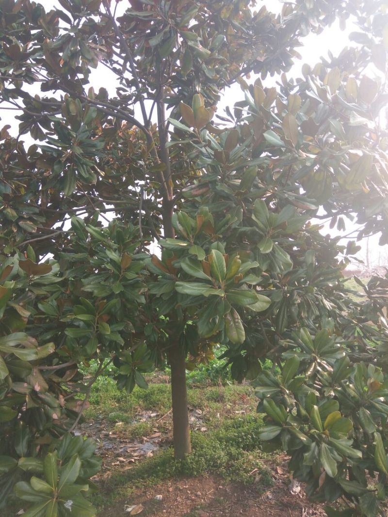 广玉兰14~16cm
