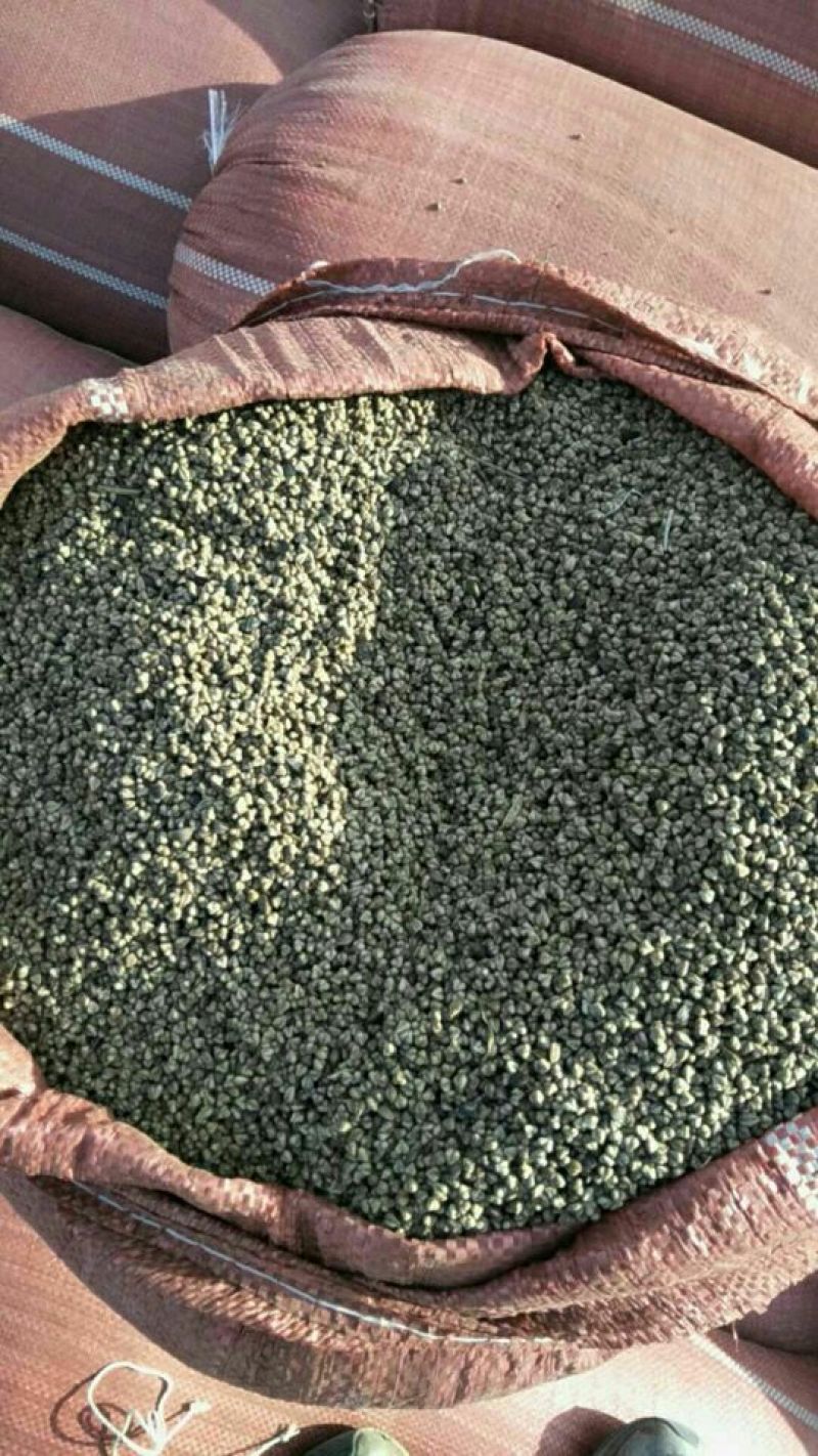 陕北定边苦荞麦黑苦荞灰苦荞产地直发，物美价廉