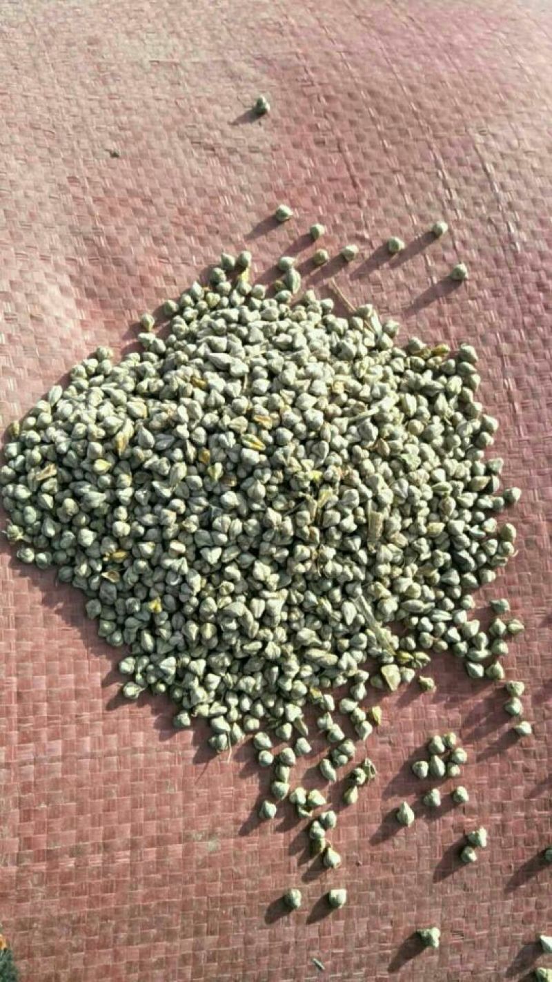 陕北定边苦荞麦黑苦荞灰苦荞产地直发，物美价廉