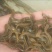 台湾泥鳅3~5cm人工养殖