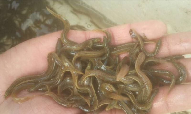 台湾泥鳅3~5cm人工养殖