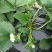 红颜草莓苗10~20cm