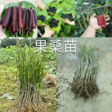 长果桑树苗40~50cm