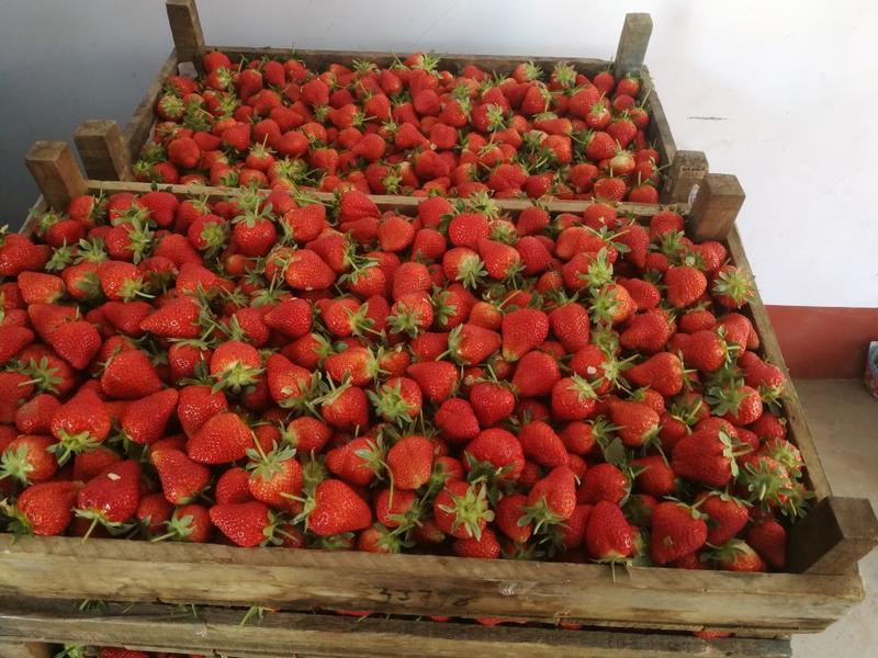 法兰蒂草莓20克以下