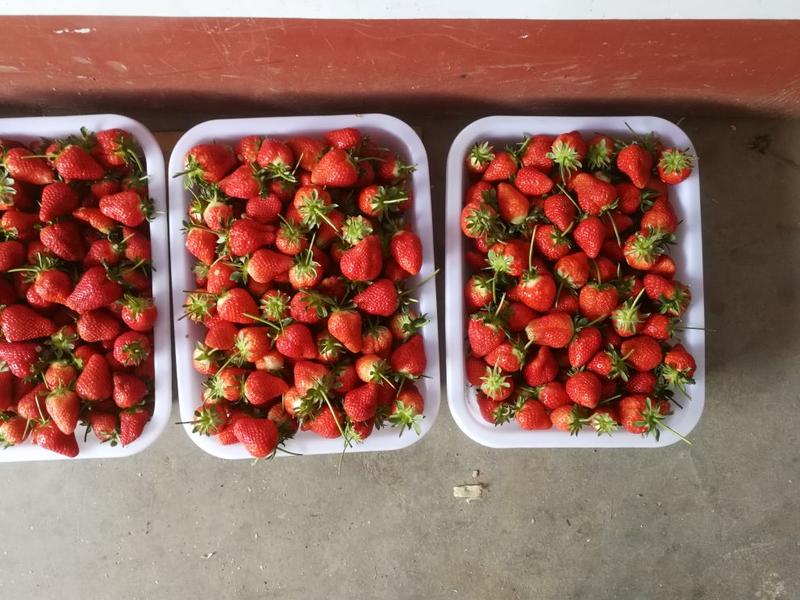 法兰蒂草莓20克以下