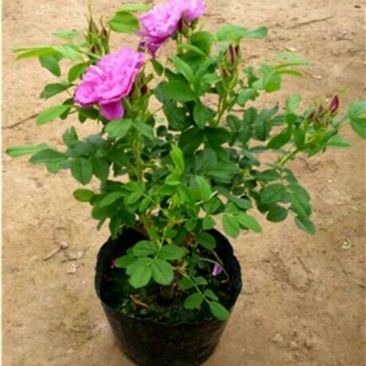 玫瑰花苗大马士革当年开花庭院花卉盆栽可食用可做花茶