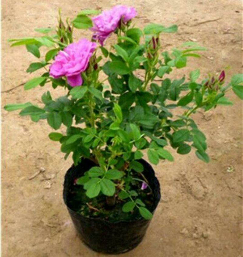玫瑰花苗大马士革当年开花庭院花卉盆栽可食用可做花茶