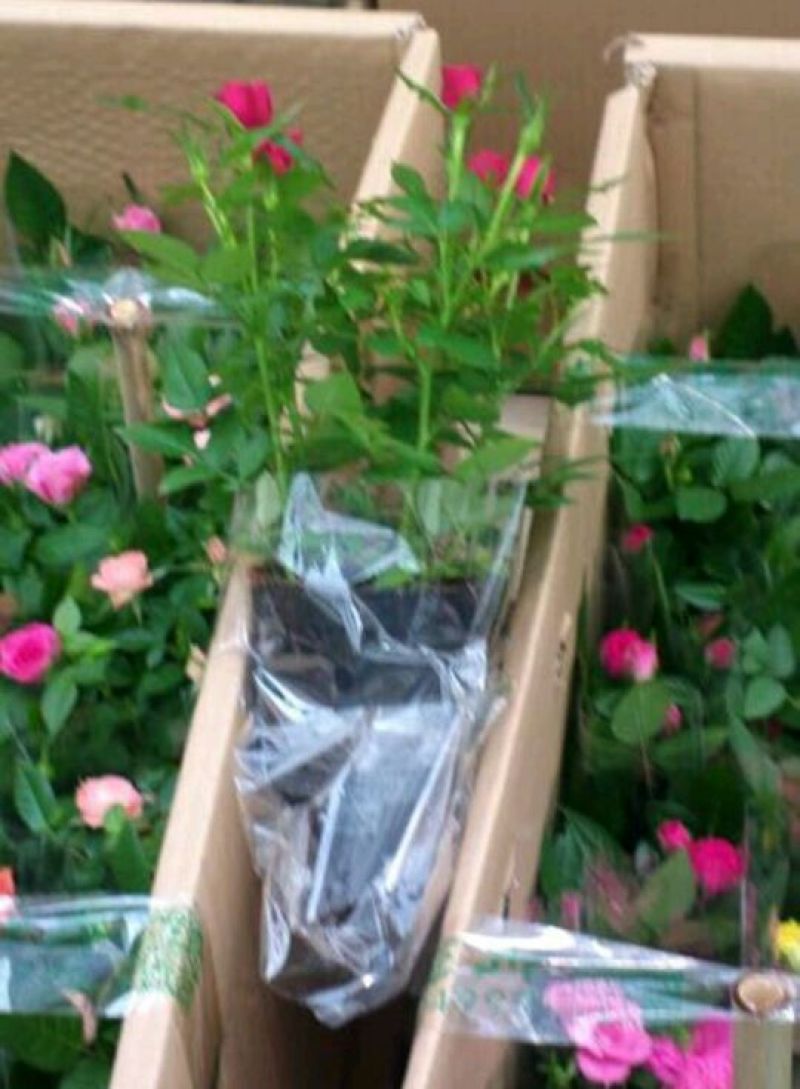 玫瑰花苗大马士革当年开花庭院花卉盆栽可食用可做花茶