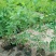 玫瑰花苗大马士革当年开花庭院花卉盆栽可食用可做花茶