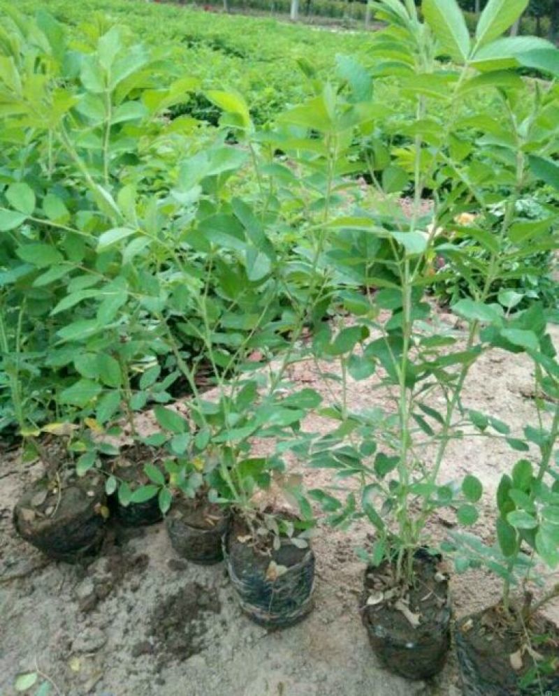 玫瑰花苗大马士革当年开花庭院花卉盆栽可食用可做花茶