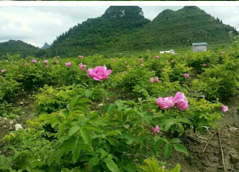 玫瑰花苗大马士革当年开花庭院花卉盆栽可食用可做花茶