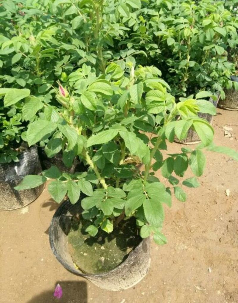 玫瑰花苗大马士革当年开花庭院花卉盆栽可食用可做花茶
