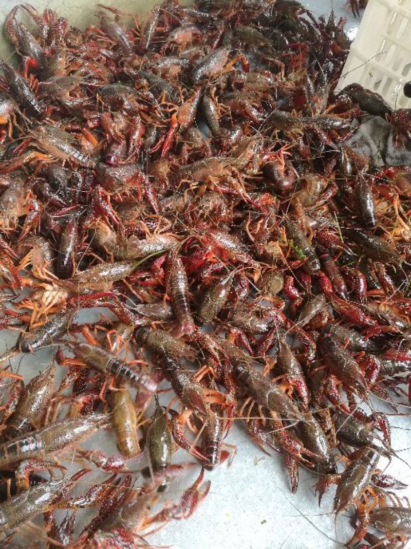 潜江清水小龙虾3-4钱4-6钱精品食用活虾纯青虾死亡包赔