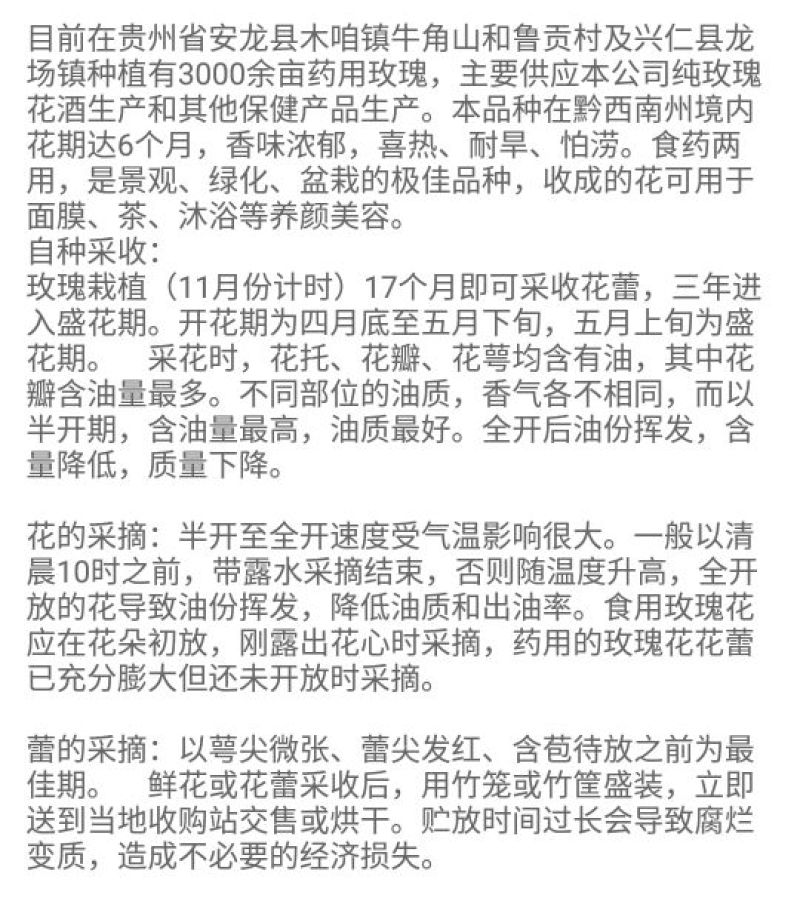四季玫瑰苗10cm以下