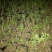 四季玫瑰苗10cm以下
