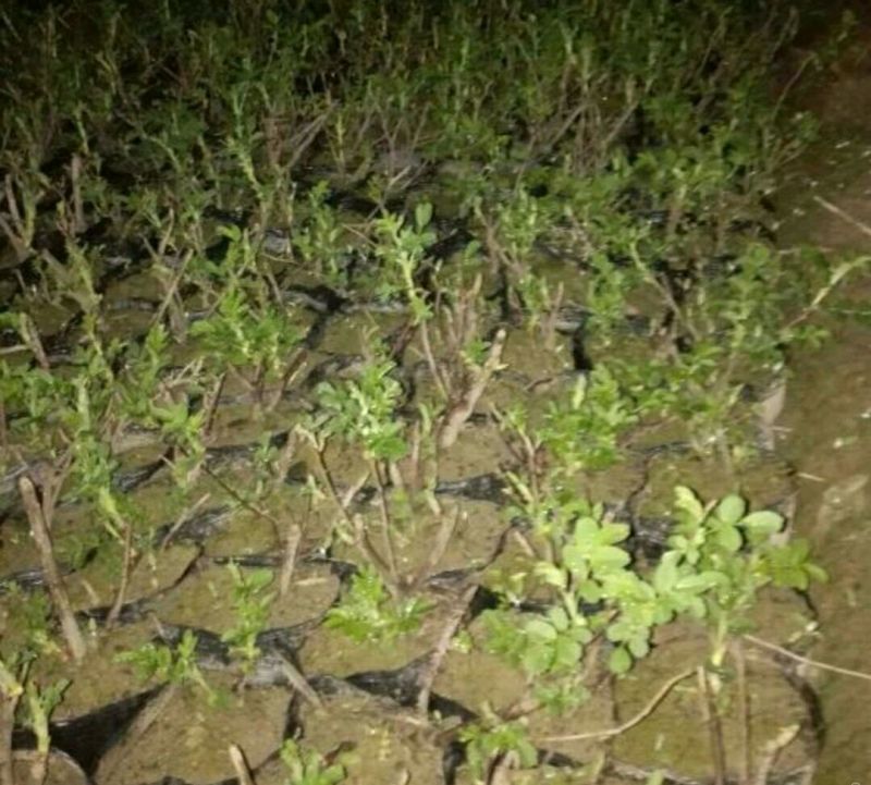 四季玫瑰苗10cm以下