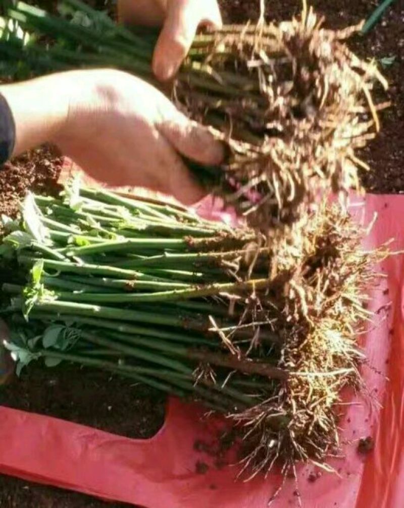 月季苗10cm以下