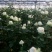 月季苗10cm以下