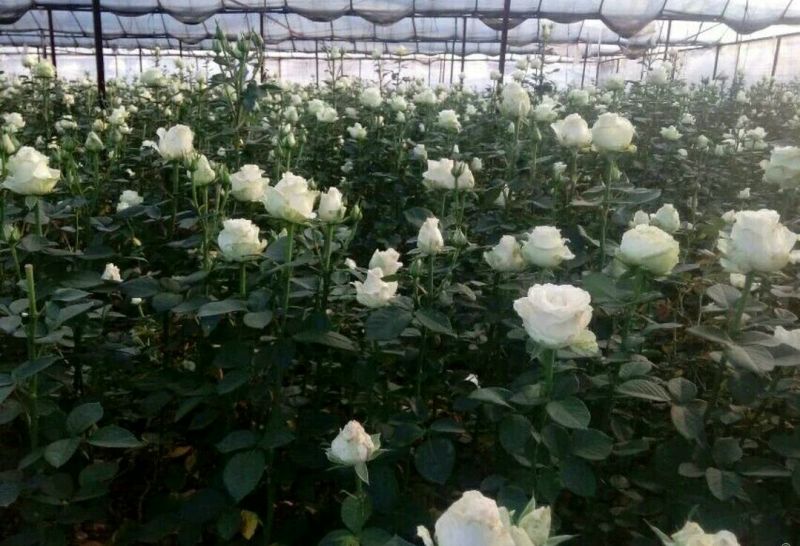 月季苗10cm以下
