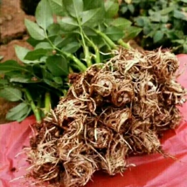 月季苗10cm以下