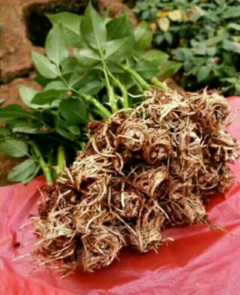 月季苗10cm以下